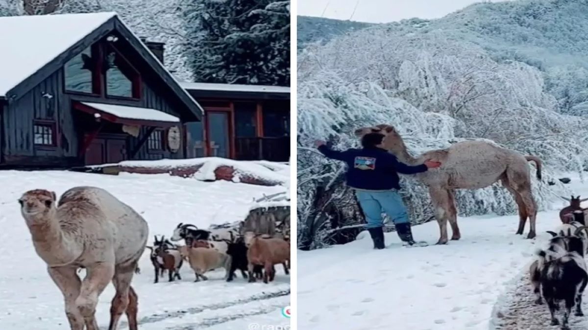 Vidéo : Un bébé chameau découvre pour la 1re fois la neige, sa réaction est adorable