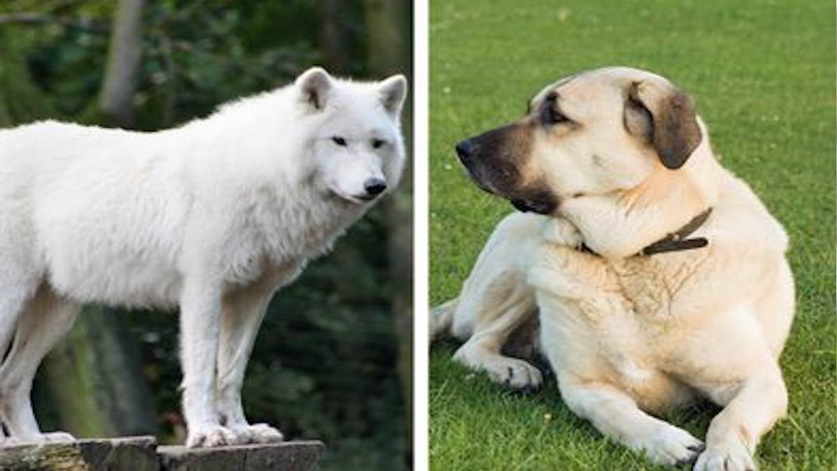 Un chien pourrait-il rejoindre une meute de loups ? Voici ce que dit la science