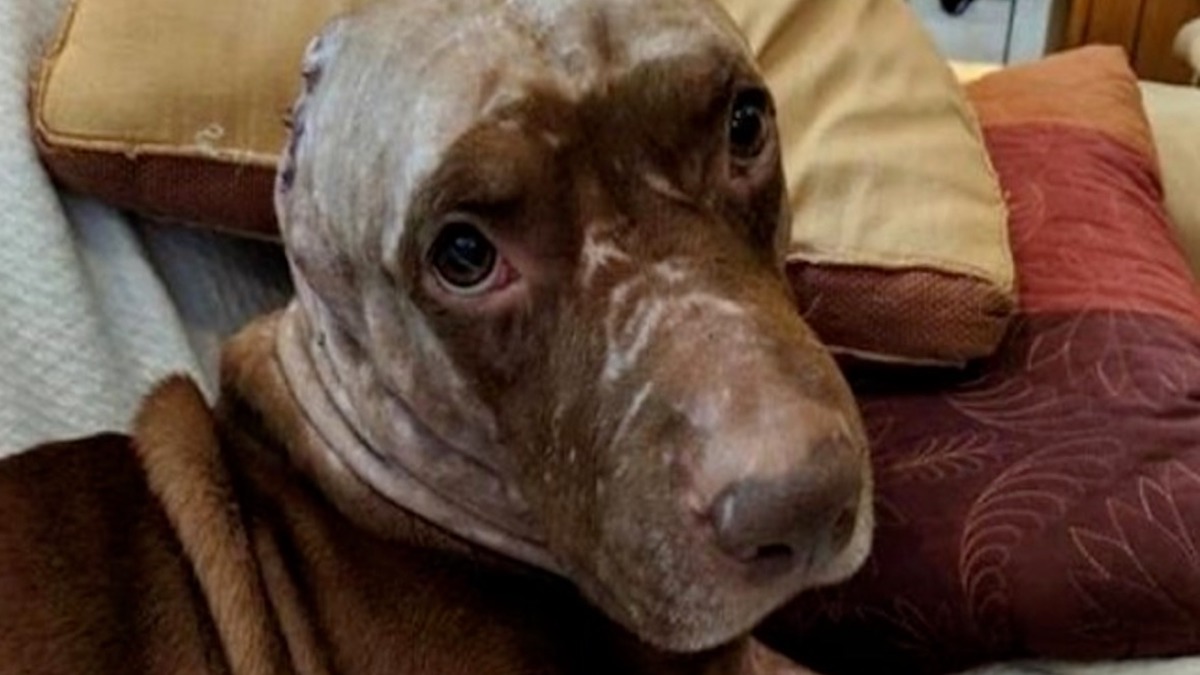 Un chien triste et effrayé, dont les oreilles ont été arrachées, veut être câliné et trouver un foyer pour toujours