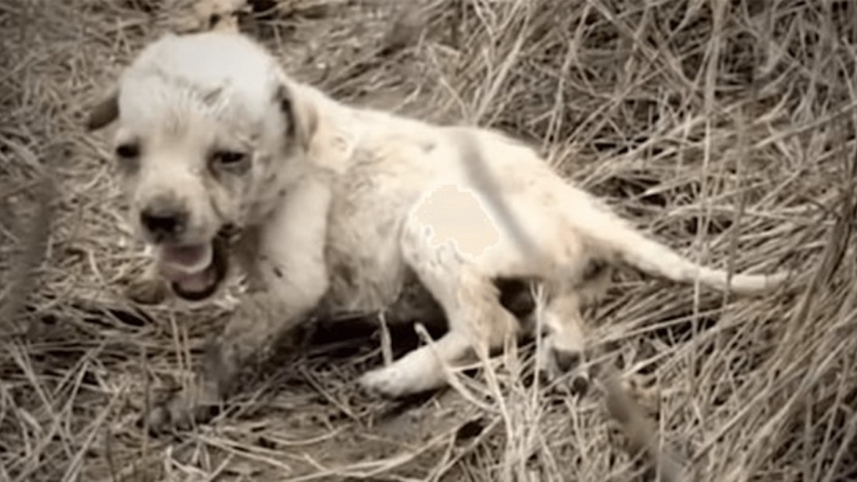 Un chiot abandonné à la campagne connaît l'amour pour la première fois