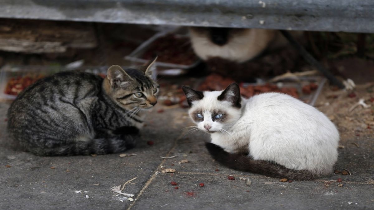 Un homme meurt après avoir été mordu par son chat, voici la cause