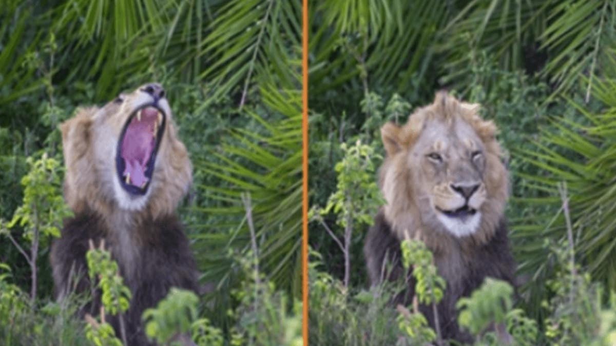 Un lion surprend un photographe avec un rugissement terrifiant, puis lui sourit… Impressionnant !