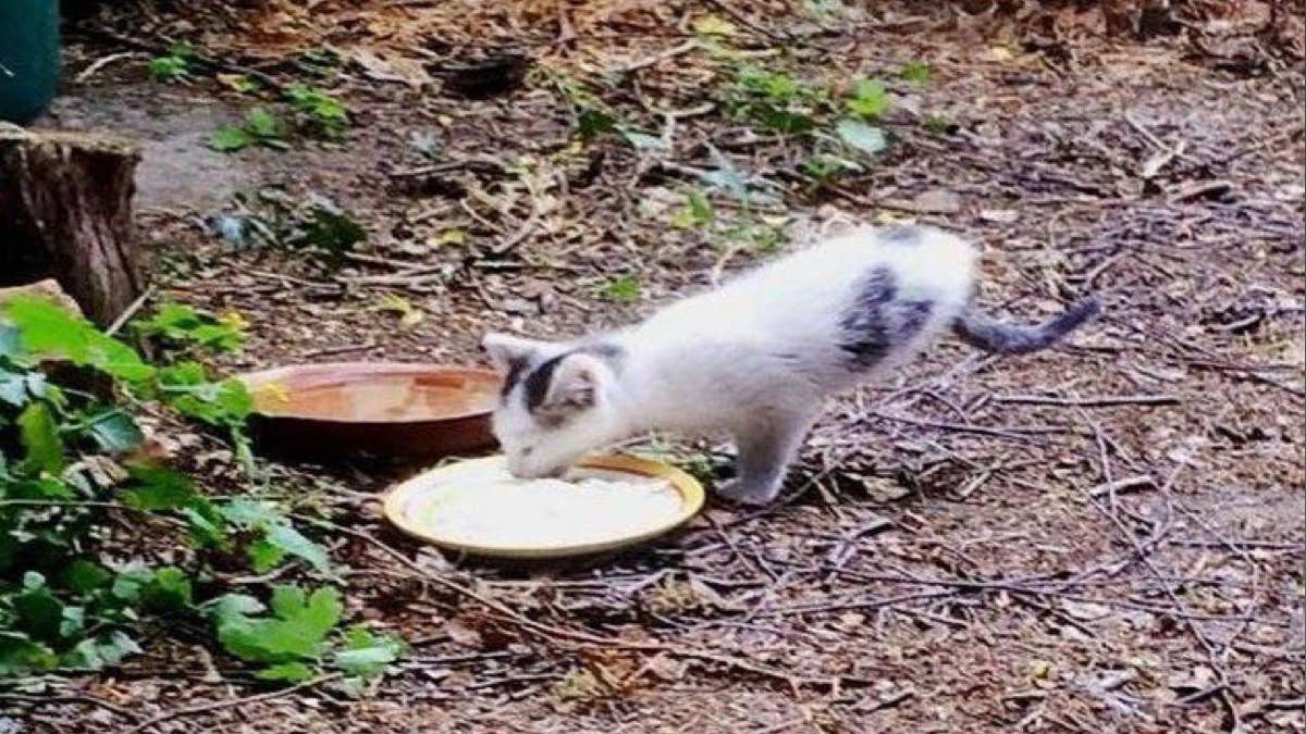 Elle sort sur la terrasse pour nourrir les chats errants et c’est l’énorme surprise