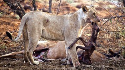 Une lionne réagit en réalisant que l'antilope qu'elle a chassée était enceinte
