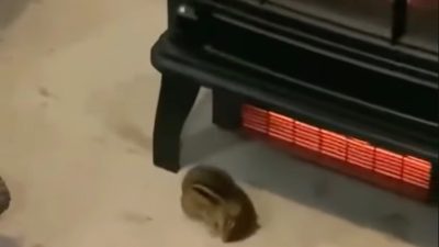 Vidéo poignante : Un chat sauve un écureuil et le ramène chez lui pour le protéger du froid
