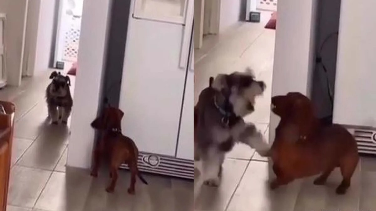 Vidéo : Deux chiens transmettent leur bonheur en jouant à cache-cache