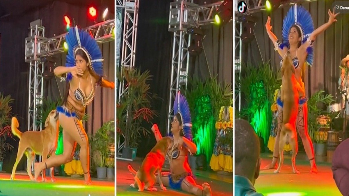 Vidéo : Un chien errant monte sur scène et interrompt la performance d'un danseur, il lui vole la vedette