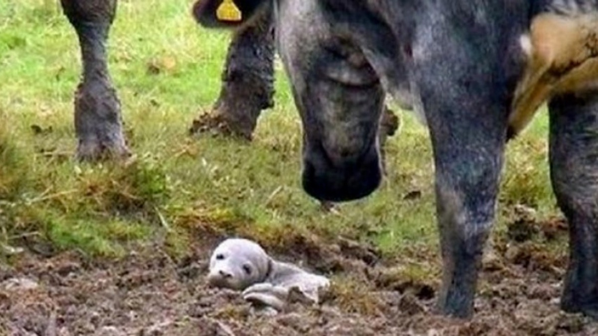 Il sauve un chiot mourant enterré vivant et découvre que ce n'est "pas un chiot du tout"