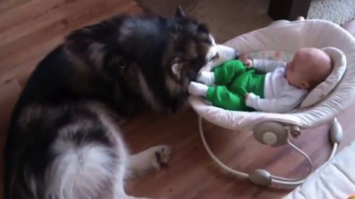 Vidéo : ils regardent la scène "touchante" avant de voir le pied du bébé dans la gueule du chien.