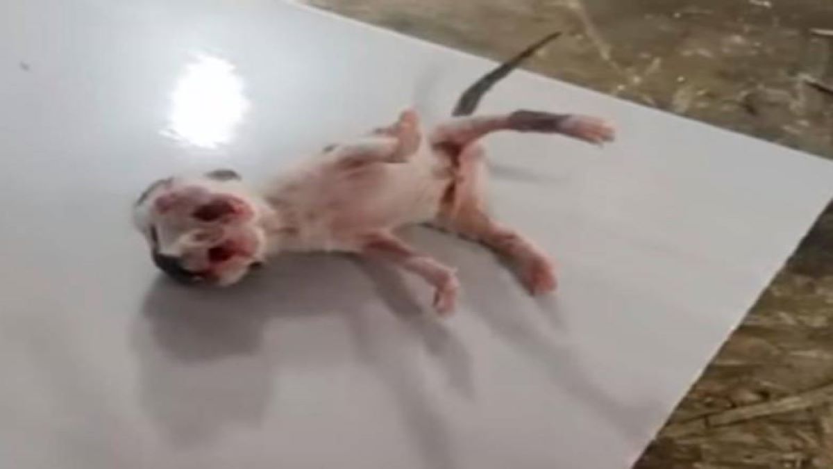 Vidéo Incroyable : un chat né avec deux têtes, trois yeux et deux bouches
