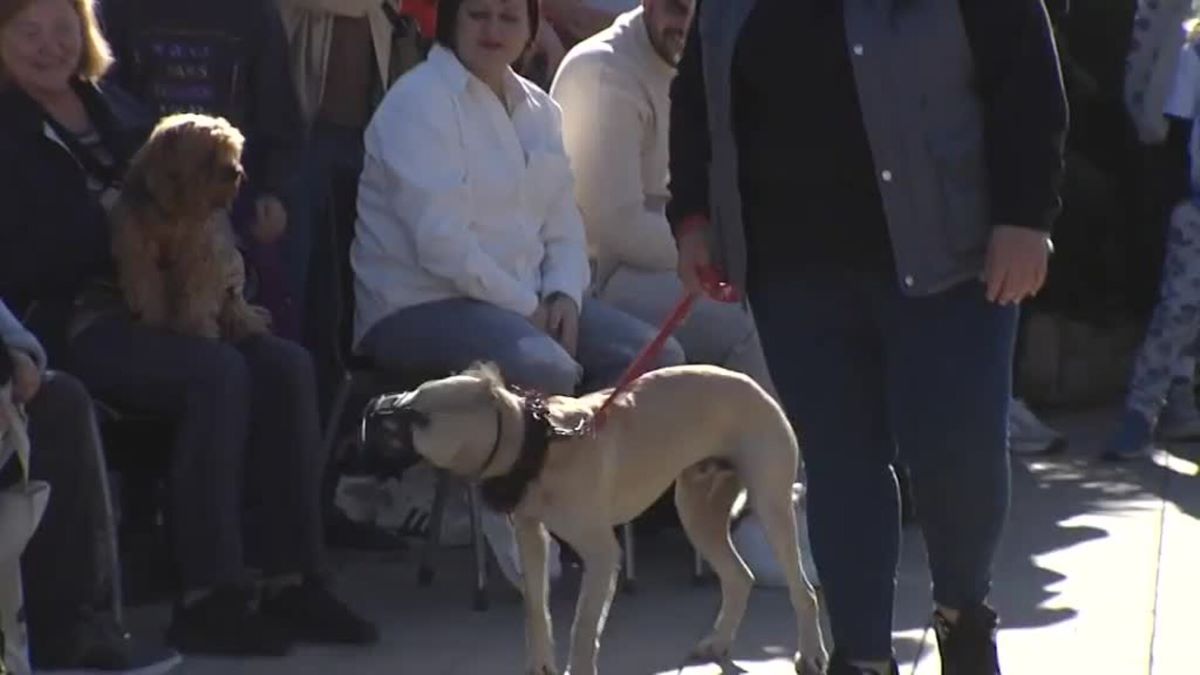 Vidéo : Les chiens abandonnés défilent en quête d'une seconde chance