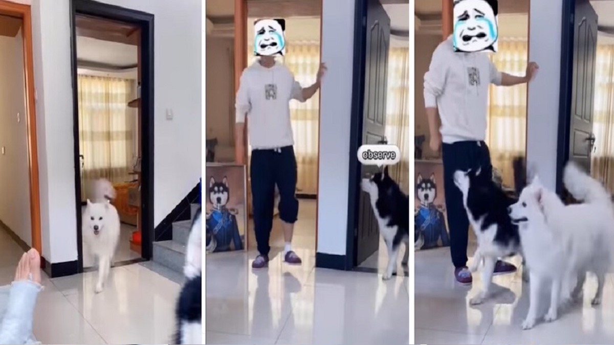 Vidéo bouleversante : l'incroyable réaction des chiens lorsque leur maître se casse la jambe