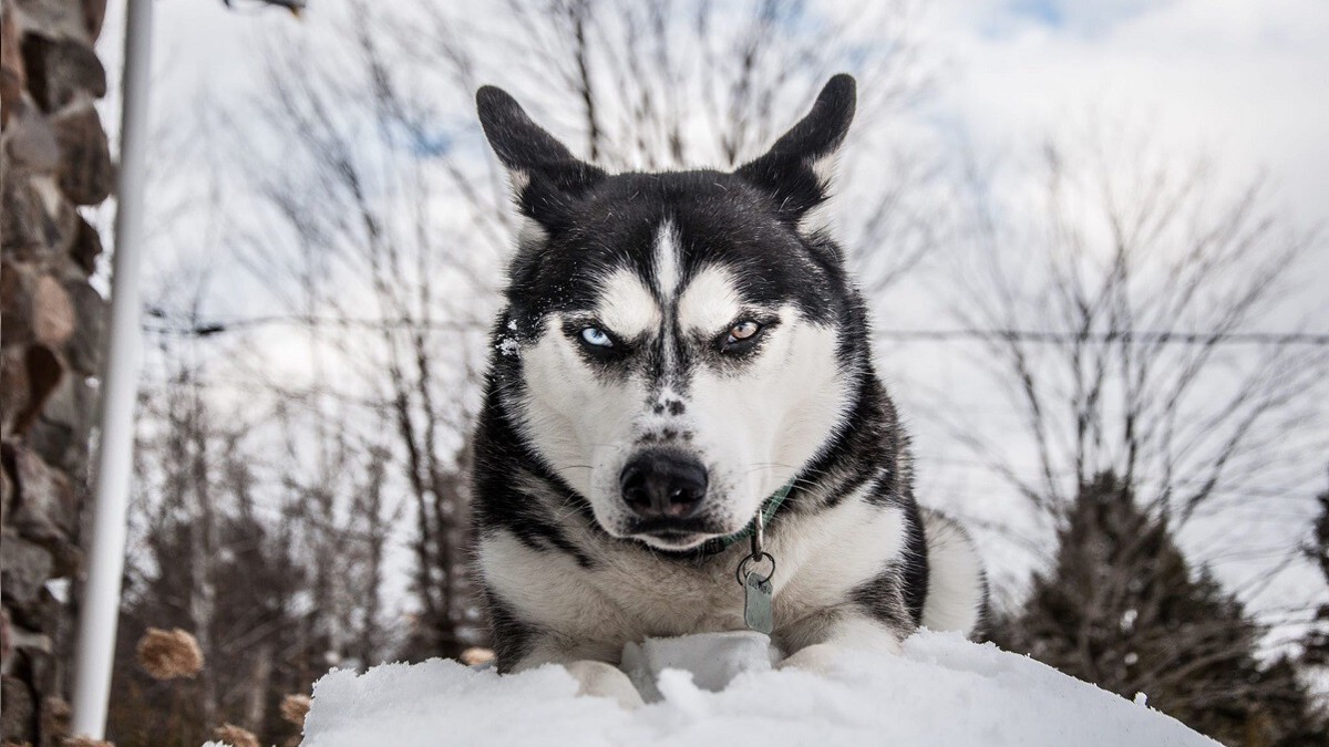 Vidéo impressionnante d'un Husky qui domine tous ses compagnons au refuge