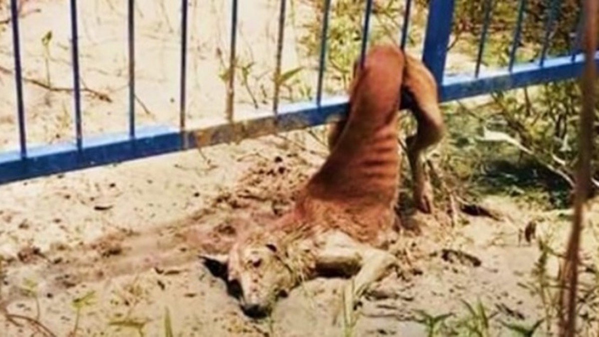 Vidéo : Un chien errant coincé dans une clôture pleure de joie en entendant des voix