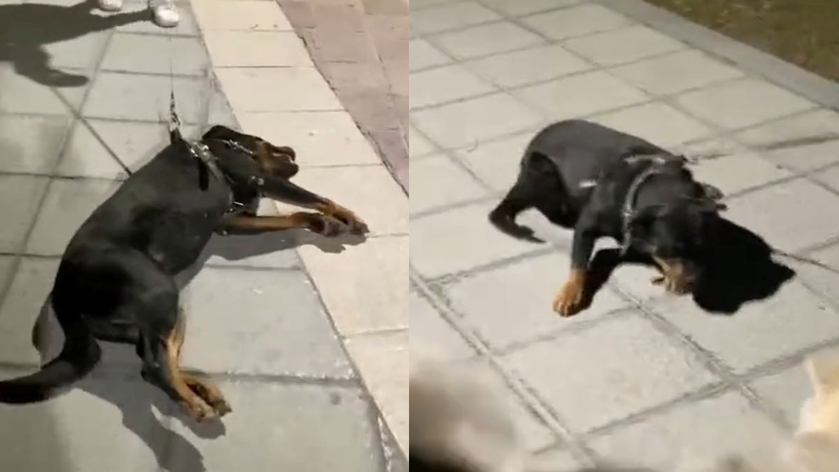 Vidéo : Un chien pique une colère contre son maître et fait le mort pour ne pas quitter le parc