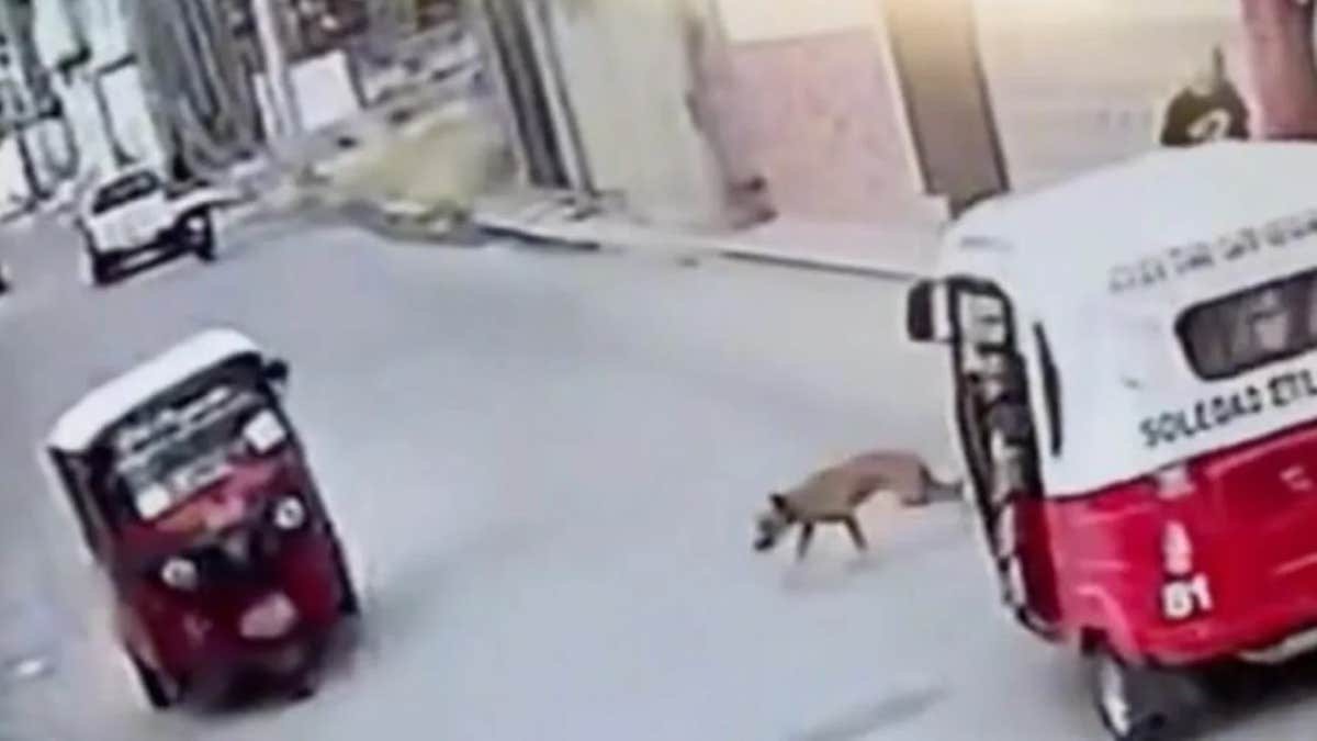 (Vidéo) Un chien s'écrase sur une moto-taxi : le conducteur se retrouve au sol