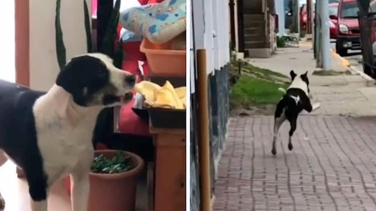 Vidéo : Un chien vole de la nourriture et s'enfuit joyeusement car il n'a pas été attrapé