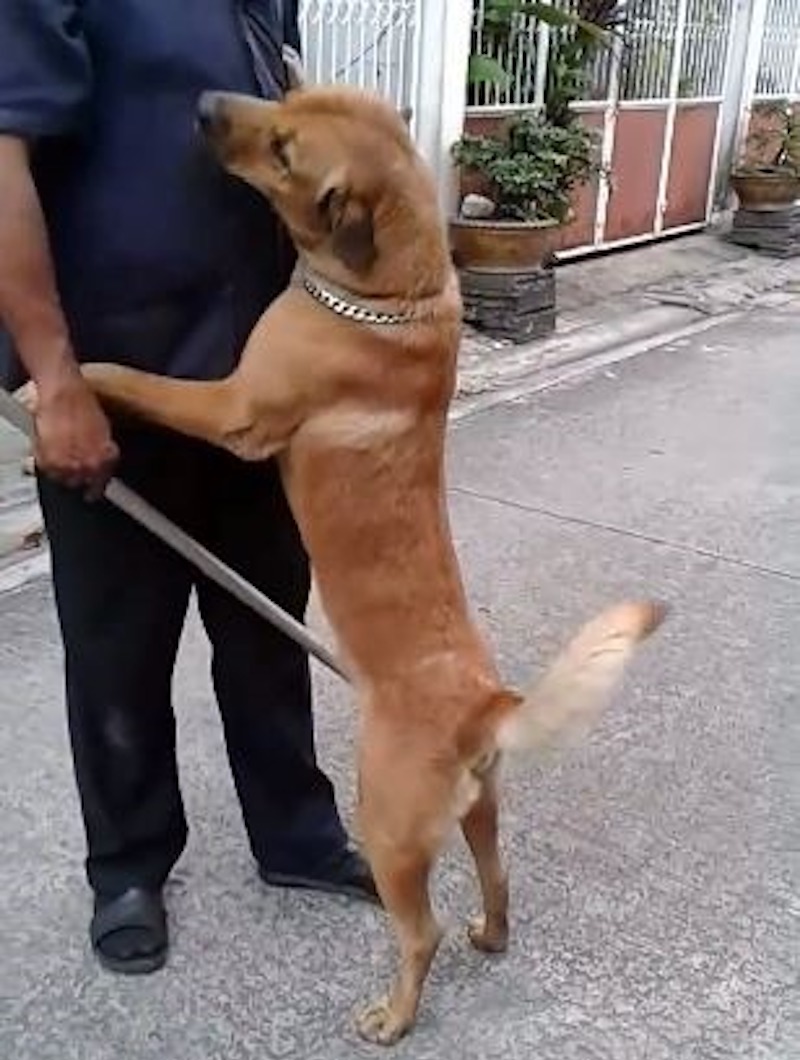 Vidéo: un homme gronde son chien rentré tard, celui-ci s'excuse d’une façon adorable