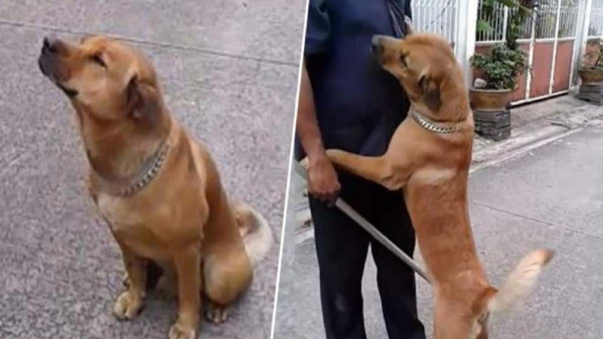 Vidéo: un homme gronde son chien rentré tard, celui-ci s'excuse d’une façon adorable