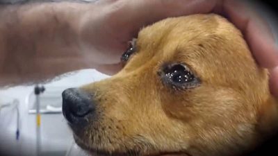 Un vétérinaire révèle aux maîtres ce que leur chien ressent au moment de mourir, c’est bouleversant !