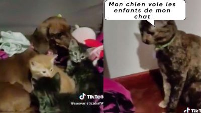 Vidéo : Une chatte a des chatons, une chienne les vole et pense maintenant être leur mère : la propriétaire ne sait pas quoi faire