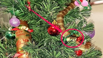 Vidéo : Une femme trouve un serpent enroulé dans son arbre de Noël