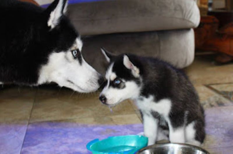 Vidéo : une maman Husky se met à hurler et ses chiots l'imitent de façon adorable