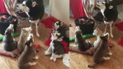 Vidéo poignante : une maman Husky se met à hurler et ses chiots l'imitent