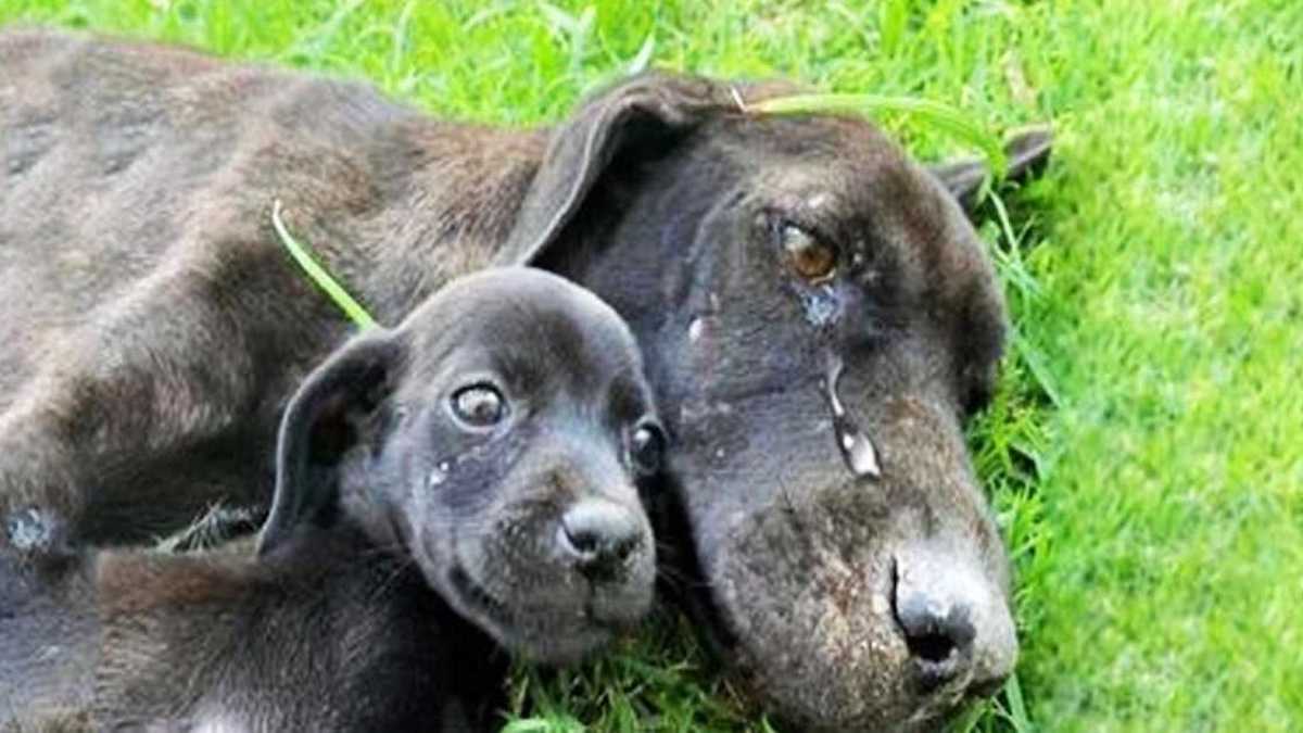 Vidéo: une mère chien épuisée, retrouvée en larmes après avoir négligé de s'occuper de ses chiots