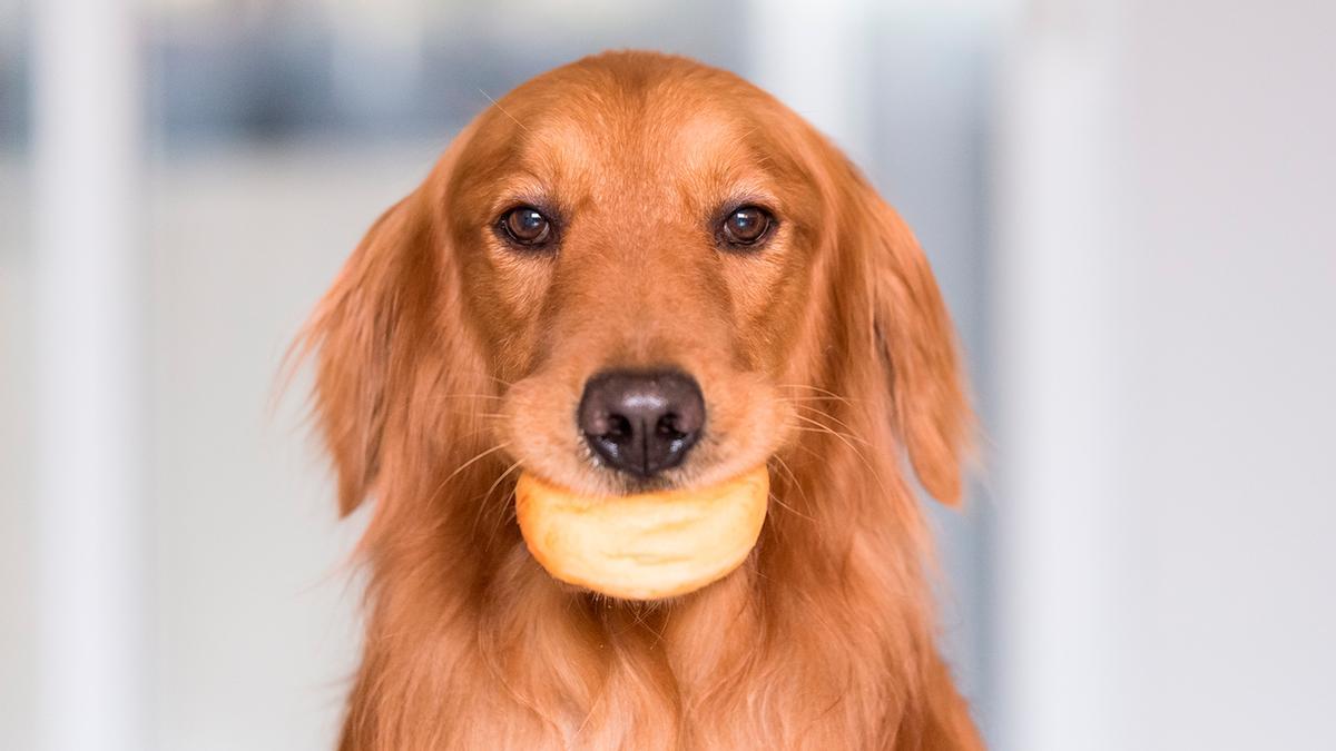 Voici ce qui arrive à votre chien ou chat s'il mange du pain