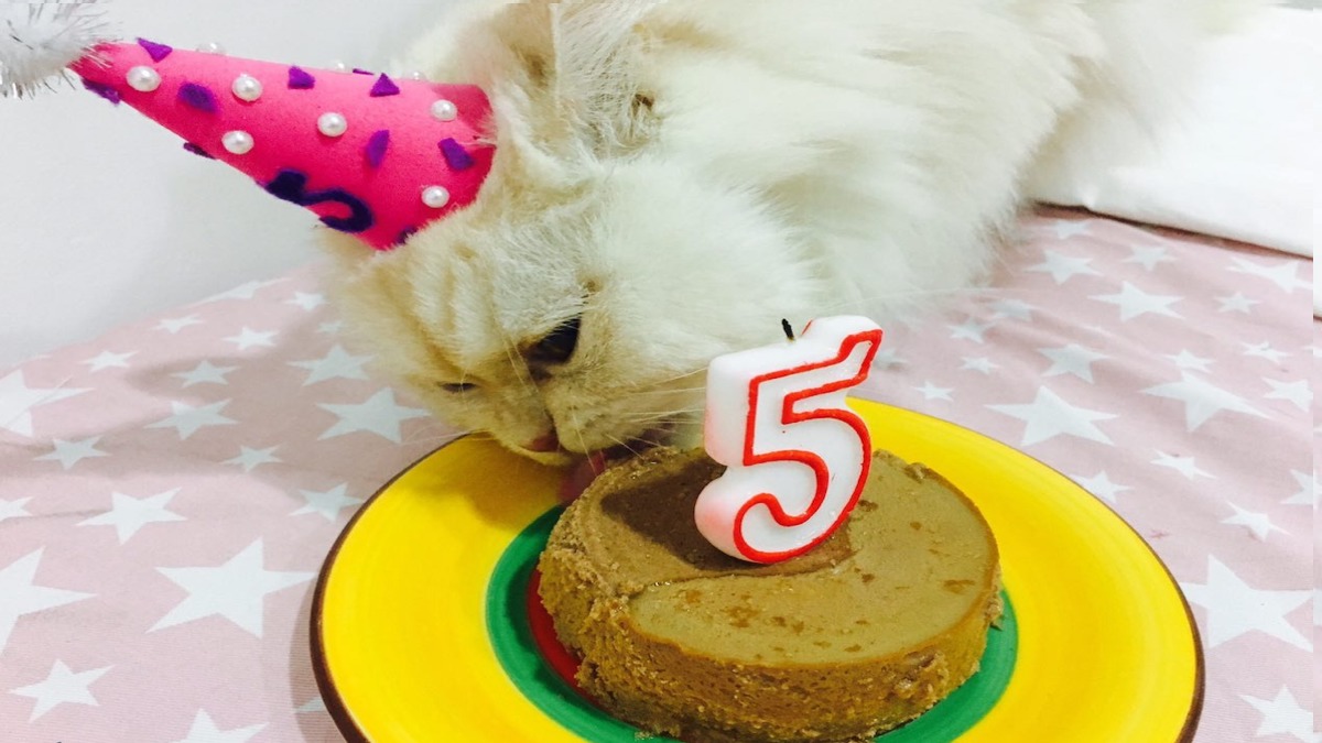 Voici comment faire un gâteau d'anniversaire pour votre chat