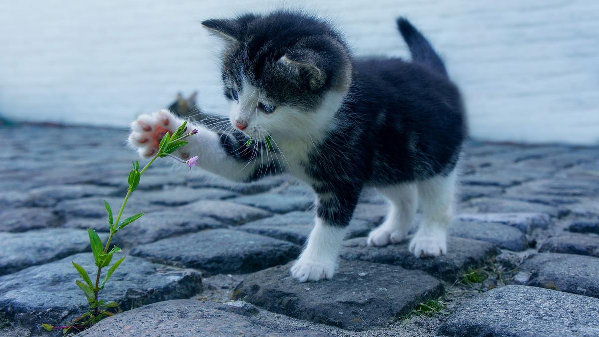 Voici comment les chats communiquent avec vous