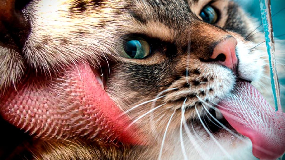 Voici la raison pour laquelle les chats ont des épines sur la langue