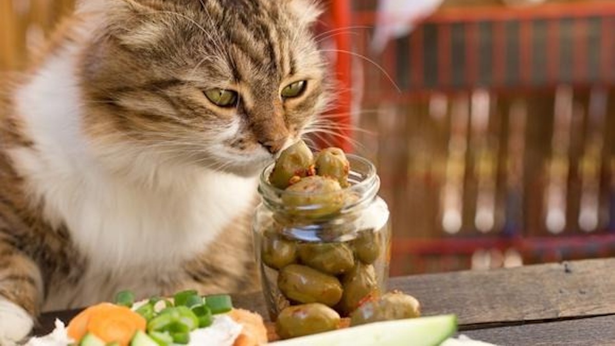 Voici les 3 raisons pour lesquelles les chats aiment les olives