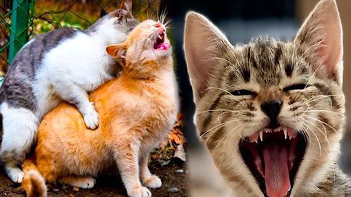 Voici pourquoi les chats font autant de bruit quand ils s'accouplent, la réponse des experts