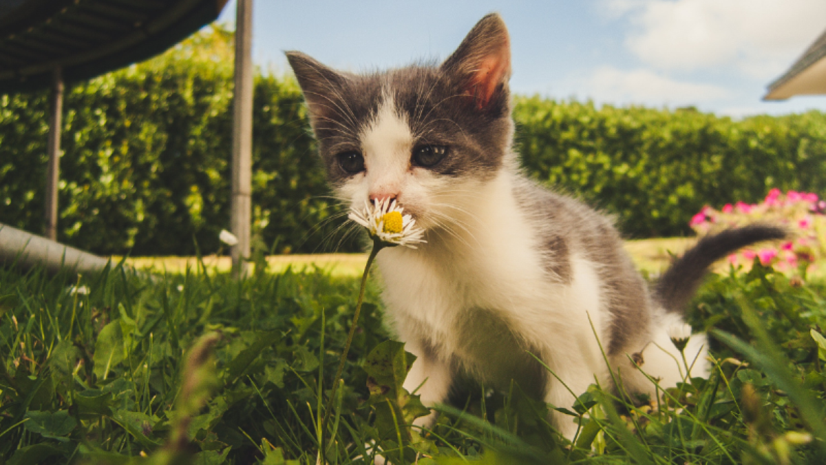 Voici pourquoi les chats s'enfuient de chez eux selon les experts