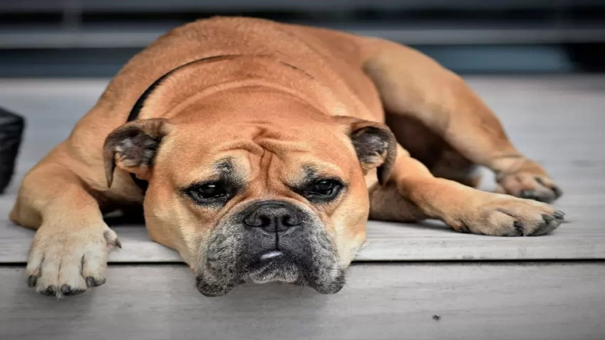 Voici pourquoi les chiens sont très sensibles aux feux d'artifice, protégez-les !