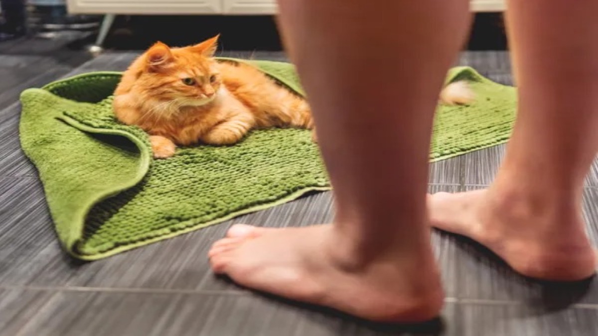 Voici pourquoi votre chat vous accompagne aux toilettes