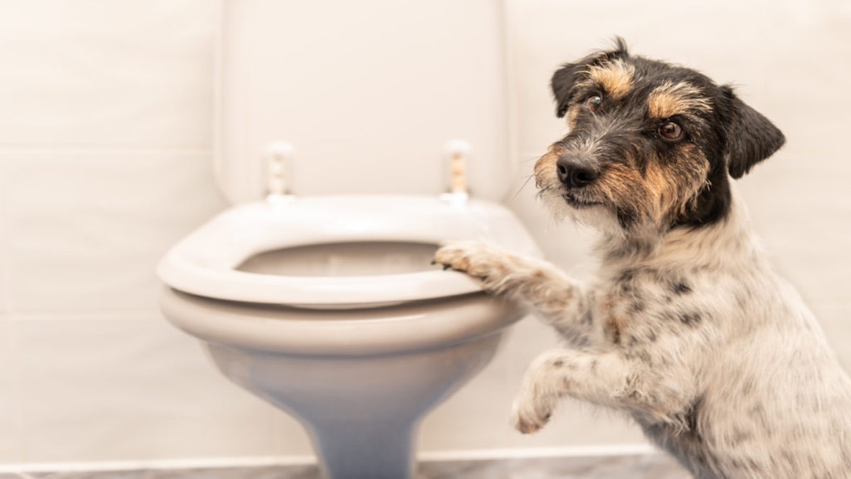 Voici pourquoi votre chien vous accompagne aux toilettes