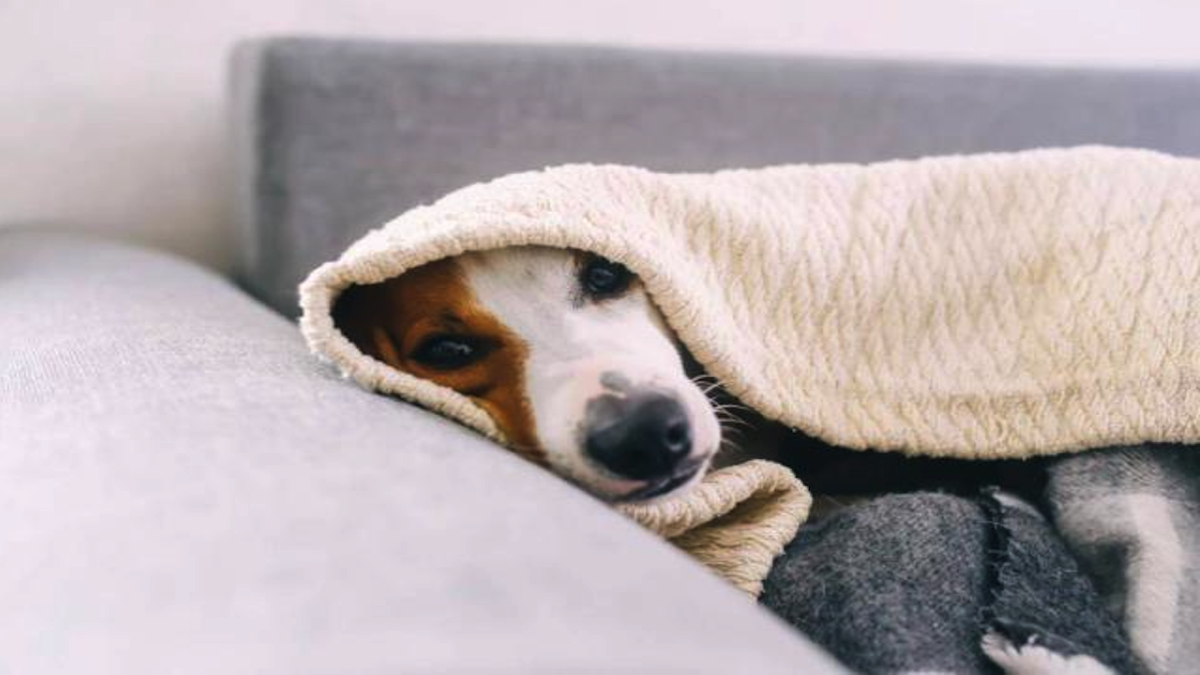 Votre chien aboie et vous empêche de dormir la nuit ? Voici les conseils à suivre