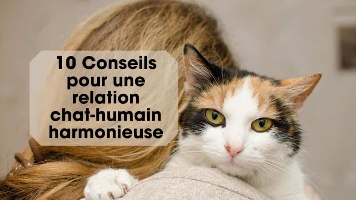 10 Conseils pour une relation chat-maître harmonieuse