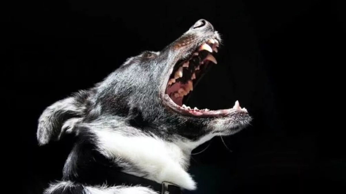 Ces signes indiquant qu’un chien peut souffrir de stress !