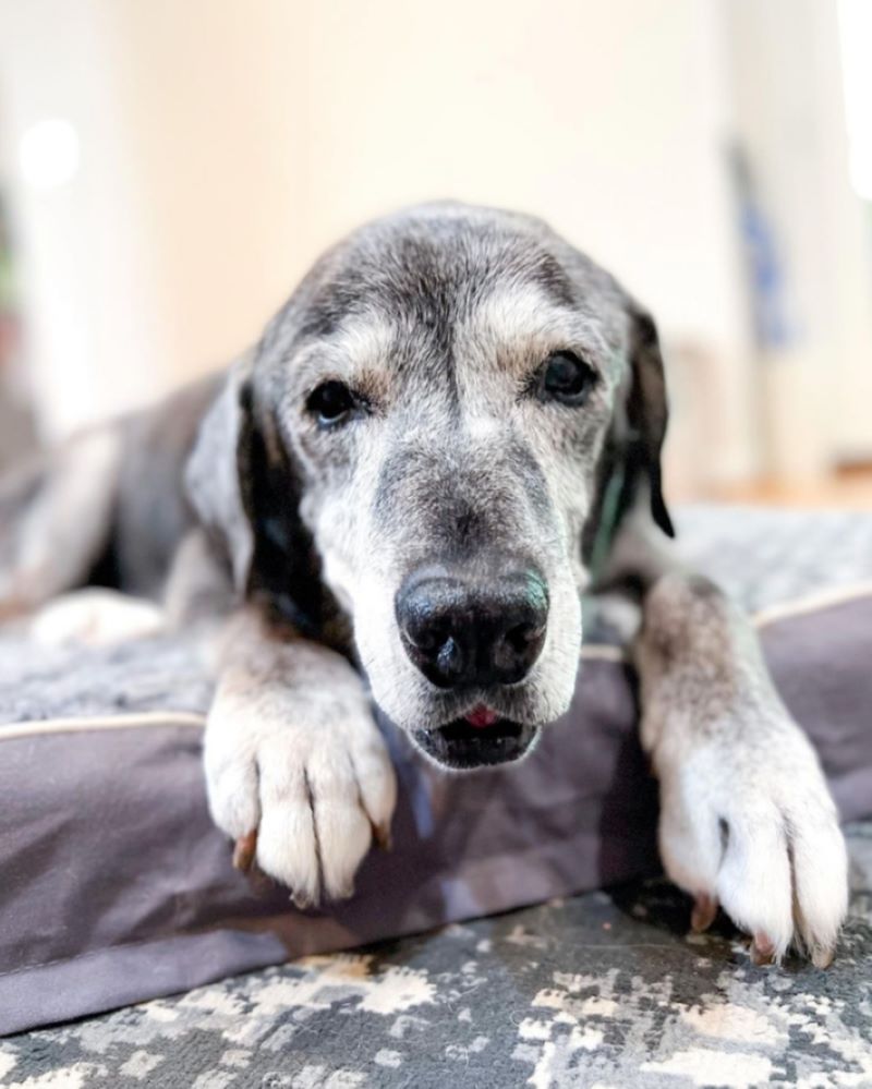 2 femmes recueillent un chien de 19 ans dans un refuge et rendent ses derniers jours magiques