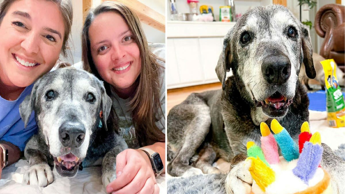 2 femmes recueillent un chien de 19 ans dans un refuge et rendent ses derniers jours magiques