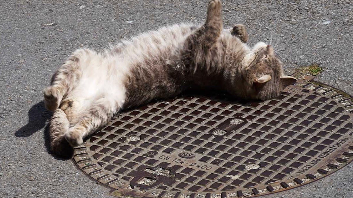 3 enfants jettent un chat dans un égout et ferment le couvercle, un témoin le voit, il est sous le choc