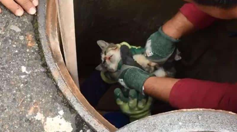 3 enfants jettent un chat dans un égout et ferment le couvercle - un témoin le voit depuis la fenêtre de sa cuisine : choqué