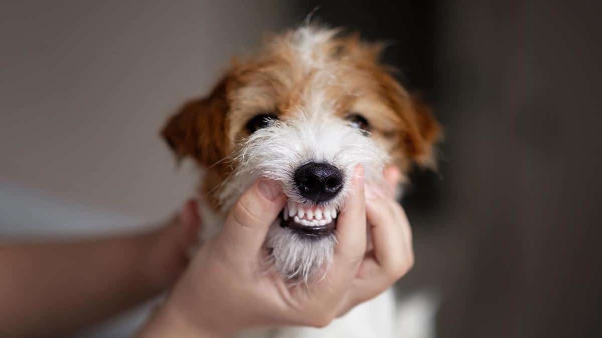 5 façons de nettoyer les dents d'un chien sans brosse à dents