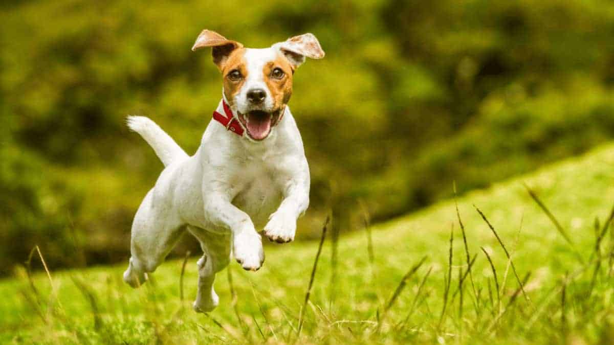 5 raisons pour lesquelles vous devriez sortir votre chien bien plus que pour faire ses besoins