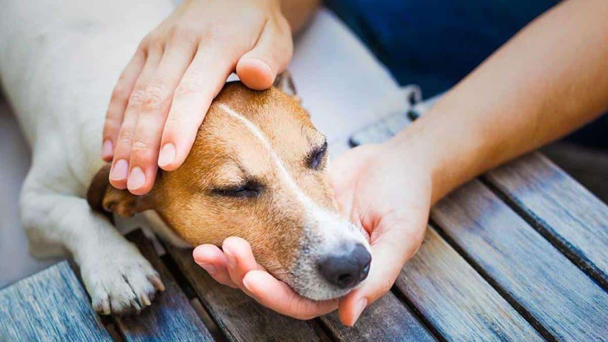 5 signes de douleur chez le chien : voici comment les identifier