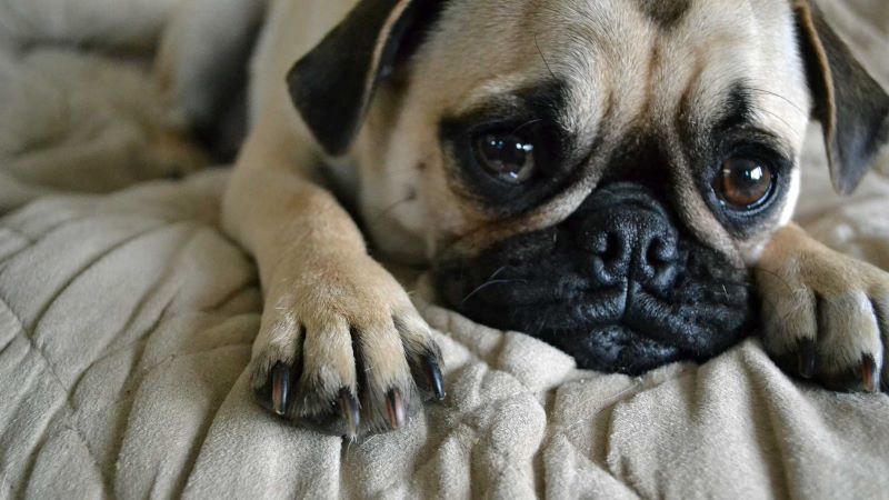 6 situations que votre chien perçoit avant qu'elles ne surviennent